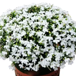 200 frön/pack Färgglada rosfrön Bonsai i krukväxt Hög överlevnadsgrad för trädgårdsdekoration på balkongen
