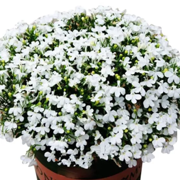 200 frön/pack Färgglada rosfrön Bonsai i krukväxt Hög överlevnadsgrad för trädgårdsdekoration på balkongen
