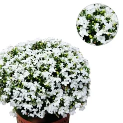 200 frön/pack Färgglada rosfrön Bonsai i krukväxt Hög överlevnadsgrad för trädgårdsdekoration på balkongen