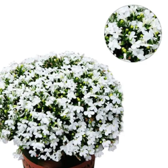 200 frön/pack Färgglada rosfrön Bonsai i krukväxt Hög överlevnadsgrad för trädgårdsdekoration på balkongen