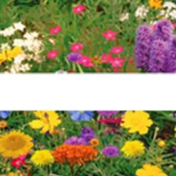200 frön/pack Färgglada rosfrön Bonsai i krukväxt Hög överlevnadsgrad för trädgårdsdekoration på balkongen