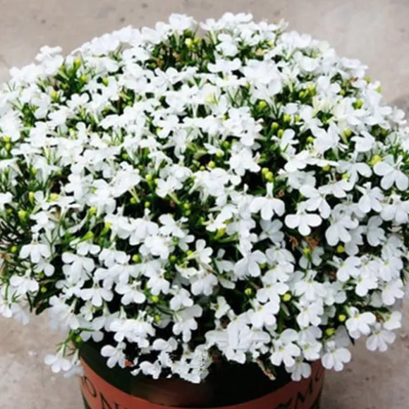 200 frön/pack Färgglada rosfrön Bonsai i krukväxt Hög överlevnadsgrad för trädgårdsdekoration på balkongen