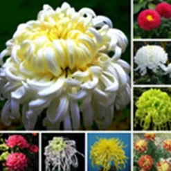 200 frön/pack Färgglada rosfrön Bonsai i krukväxt Hög överlevnadsgrad för trädgårdsdekoration på balkongen