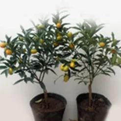200 frön/pack Färgglada rosfrön Bonsai i krukväxt Hög överlevnadsgrad för trädgårdsdekoration på balkongen
