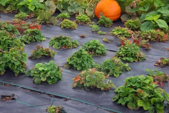 104 m² Ukrudtsbekæmpelsesmembran Ukrudtsforing Mulch liner 100 g 2 m bred