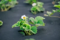 110 m² Ukrudtsbekæmpelsesstof Havefleece Mulchstof Ukrudtsbekæmpelsesmembran 150 g 1 m bred PES