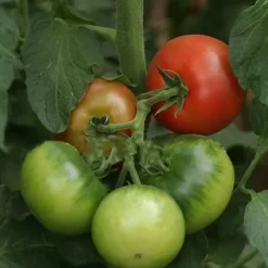 100 st läckra tomatfrön Produktiva grönsaksträdgårdsfrön för plantering utomhus