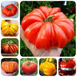 100 st läckra tomatfrön Produktiva grönsaksträdgårdsfrön för plantering utomhus