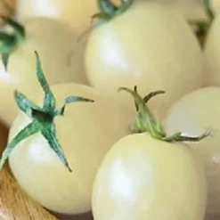 100 st läckra tomatfrön Produktiva grönsaksträdgårdsfrön för plantering utomhus