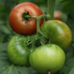 100 st läckra tomatfrön Produktiva grönsaksträdgårdsfrön för plantering utomhus