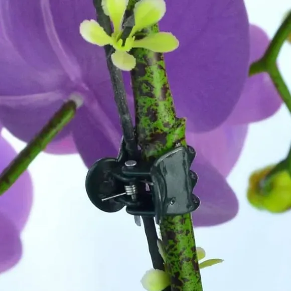 100 stk Haveklemmeplante Orchid Flower Fiksering Plantestøtte