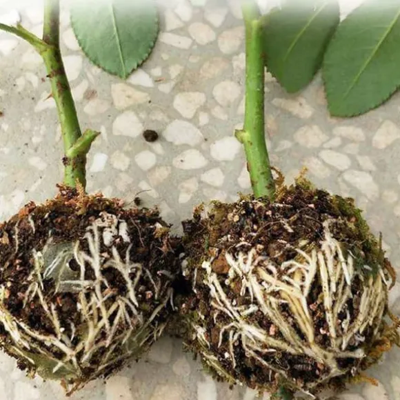 3 stk. planterodningskugletransplantatrodningskasse avlskasse til haveplanter