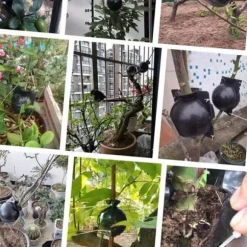 3 stk. planterodningskugletransplantatrodningskasse avlskasse til haveplanter