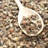 110 x Moringa Oleifera Seeds hand Selected Finest Immune Quality NON-GMO Herb