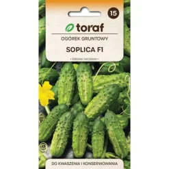 Agurkefrø Soplica F1 - Medium og højtydende til syltning