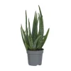 Aloe vera - Aloe barbadensis - Højde 25-40cm - Pot 10,5cm