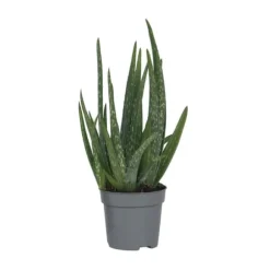 Aloe vera - Aloe barbadensis - Højde 25-40cm - Pot 10,5cm