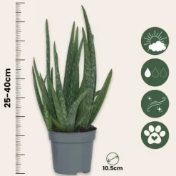 Aloe vera - Aloe barbadensis - Højde 25-40cm - Pot 10,5cm