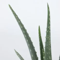 Aloe vera - Aloe barbadensis - Højde 25-40cm - Pot 10,5cm
