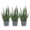 Aloe vera - Sæt med 3 - Aloe barbadensis - Højde 25-40cm - ⌀11cm