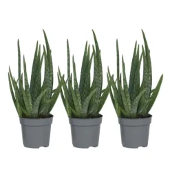 Aloe vera - Sæt med 3 - Aloe barbadensis - Højde 25-40cm - ⌀11cm