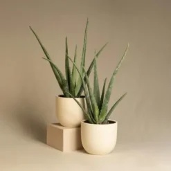 Aloe vera - Sæt med 3 - Aloe barbadensis - Højde 25-40cm - ⌀11cm