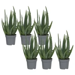 Aloe vera - Sæt med 6 - Aloe barbadensis - Højde 25-40cm - ⌀11cm