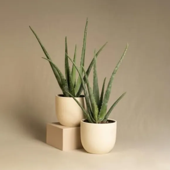 Aloe vera - Sæt med 6 - Aloe barbadensis - Højde 25-40cm - ⌀11cm
