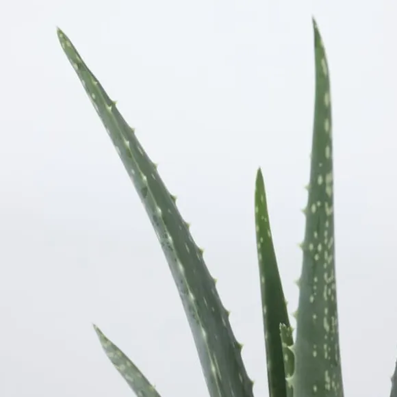 Aloe vera - Sæt med 6 - Aloe barbadensis - Højde 25-40cm - ⌀11cm