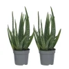 Aloe vera - Sæt med 2 - Aloe barbadensis - Højde 25-40cm - ⌀11cm
