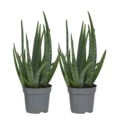 Aloe vera - Sæt med 2 - Aloe barbadensis - Højde 25-40cm - ⌀11cm
