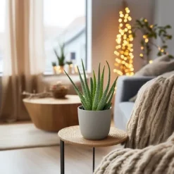 Aloe vera - Sæt med 2 - Aloe barbadensis - Højde 25-40cm - ⌀11cm