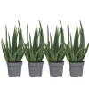 Aloe vera - Sæt med 4 - Aloe barbadensis - Højde 25-40cm - ⌀11cm