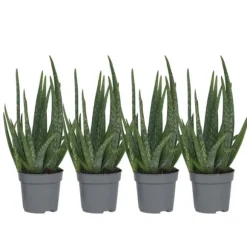 Aloe vera - Sæt med 4 - Aloe barbadensis - Højde 25-40cm - ⌀11cm
