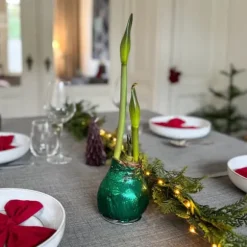 Amaryllis - Hippeastrum 'Glitter Duo' - Rød og grøn