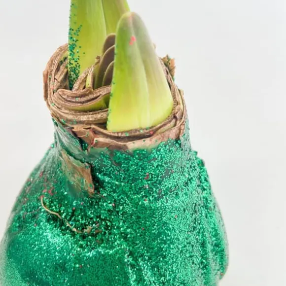 Amaryllis - Hippeastrum 'Glitter Duo' - Rød og grøn