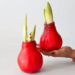 Amaryllis - Hippeastrum 'Wax Red' - Løg - Røde blomster