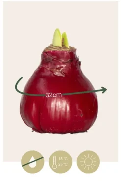Amaryllis - Hippeastrum 'Wax Bordeaux' - Løg - Røde blomster