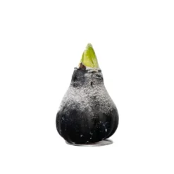Amaryllis - Hippeastrum 'Wax Snow Black' - Løg - Røde blomster