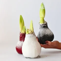 Amaryllis - Hippeastrum 'Wax Snow Black' - Løg - Røde blomster