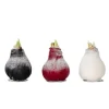Amaryllis - Hippeastrum 'Wax Snow Mix' - Løg - Røde blomster