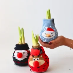 Amaryllis - Sæt med 3 - Hippeastrum 'Xmas Sweater Mix' - Kugle