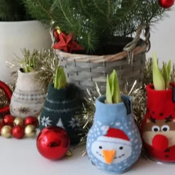 Amaryllis - Sæt med 3 - Hippeastrum 'Xmas Sweater Mix' - Kugle