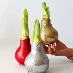 Amaryllis - Sæt med 3 - Hippeastrum 'Glitter Mix' - Røde blomster