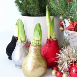 Amaryllis - Sæt med 3 - Hippeastrum 'Glitter Mix' - Røde blomster