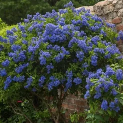 Amerikansk syren - Ceanothus thyrsiflorus Repens - Højde 60-70cm - ⌀17cm