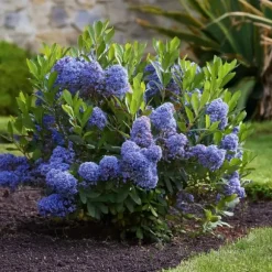 Amerikansk syren - Ceanothus thyrsiflorus Repens - Højde 60-70cm - ⌀17cm