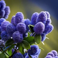 Amerikansk syren - Ceanothus thyrsiflorus Repens - Højde 60-70cm - ⌀17cm