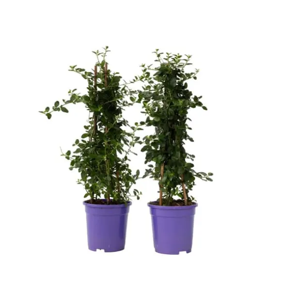 Amerikansk syren - Sæt 2 - Ceanothus thyrsiflorus Repens - Højde 60-70cm - ⌀17cm