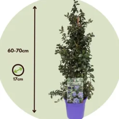 Amerikansk syren - Sæt 2 - Ceanothus thyrsiflorus Repens - Højde 60-70cm - ⌀17cm